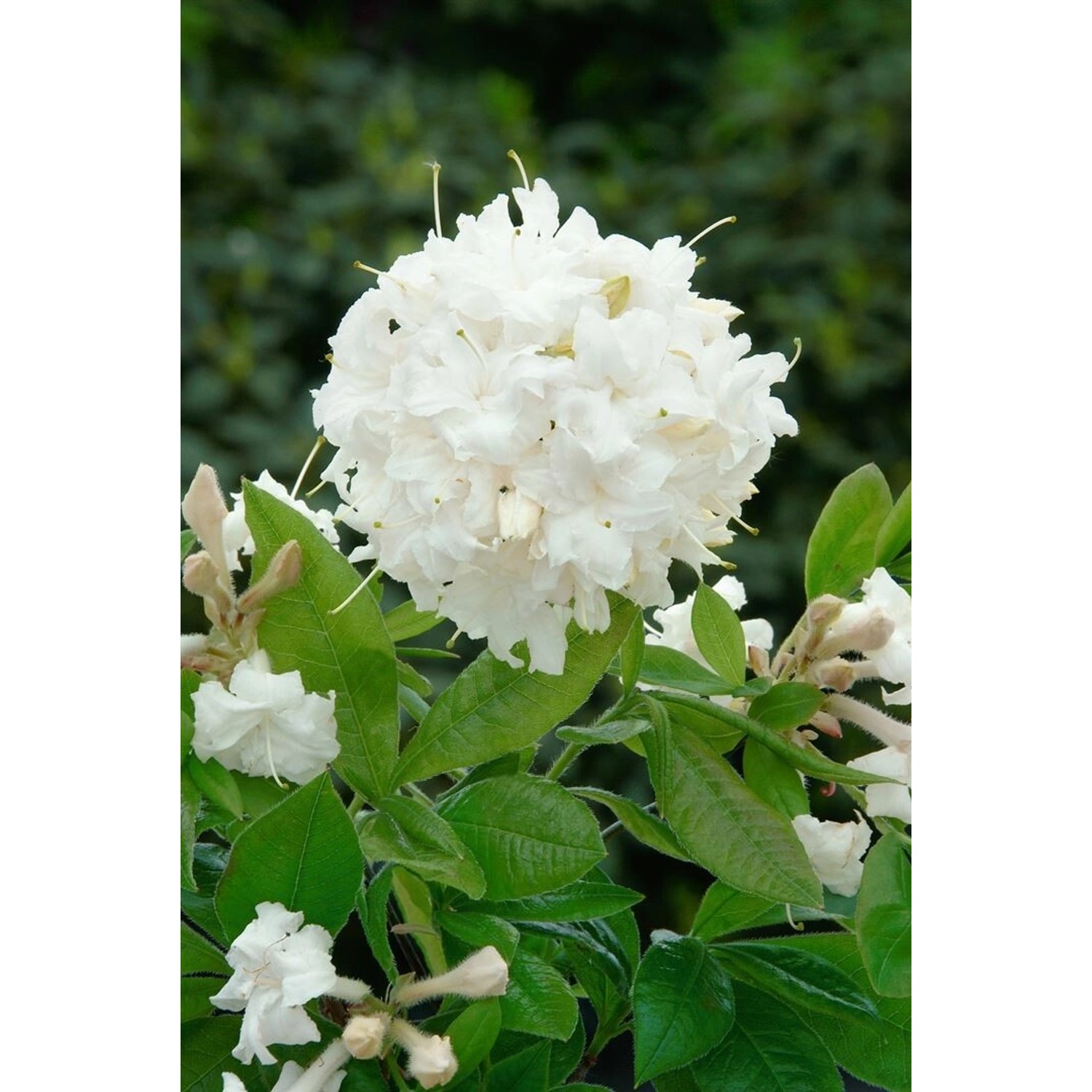 Rhododendron Luteum June Jubilee Gelb 30–40 cm günstig online kaufen