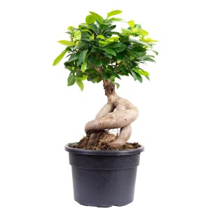 Chinesische Feige Bonsai im Topf, ca. 35 cm hoch, mit knorrigen Wurzeln und grünen Blättern.
