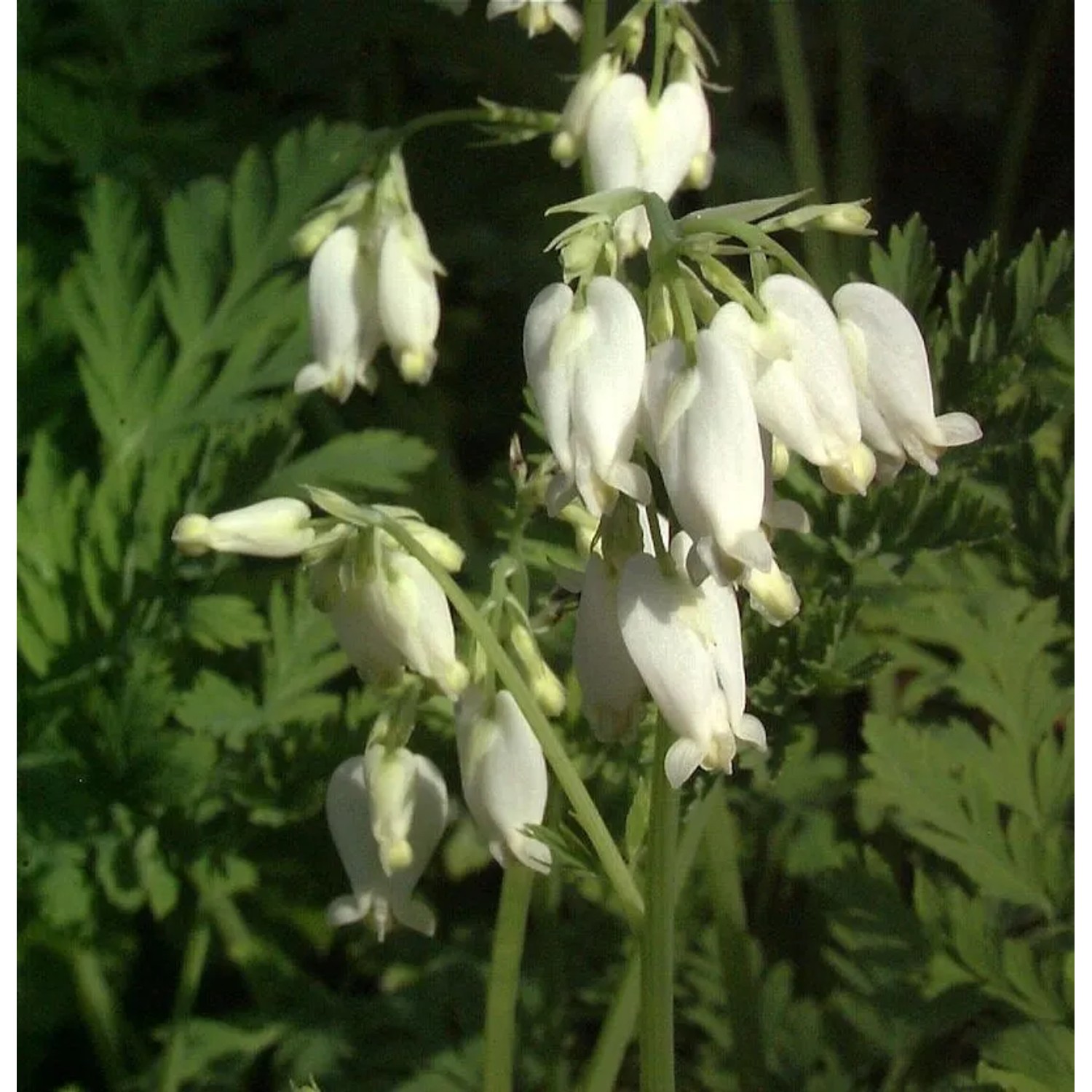 Tränendes Herz Alba - Dicentra spectabilis