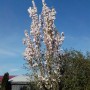 Japanische Säulenkirsche (Prunus serrulata) mit rosa Blüten vor blauem Himmel.