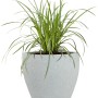 Grauer Pflanzwerk® Pflanzkübel Cup (Ø 40cm) mit grüner Pflanze. Ideal für Innen- und Außenbereich.
