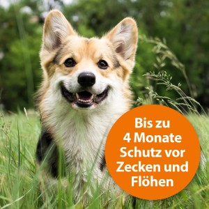 Lächelnder Hund im Gras mit Hinweis auf 4 Monate Zecken- und Flohschutz durch Ardap Hundehalsband.