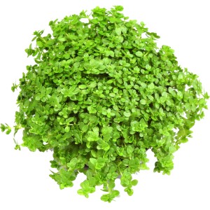 Dennerle Aquariumpflanze Hemianthus Callitrichoides Cuba In-Vitro, dichte, grüne Vordergrundpflanze.