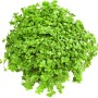 Dennerle Aquariumpflanze Hemianthus Callitrichoides Cuba In-Vitro, dichte, grüne Vordergrundpflanze.