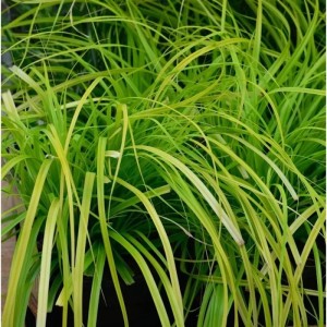 Grüne Oshima Segge Everlime (Carex oshimensis) Staude mit langen, schmalen Blättern.