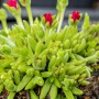Mittagsblume "Jewel" mit roten Blüten im Topf, ca. 17 cm hoch.