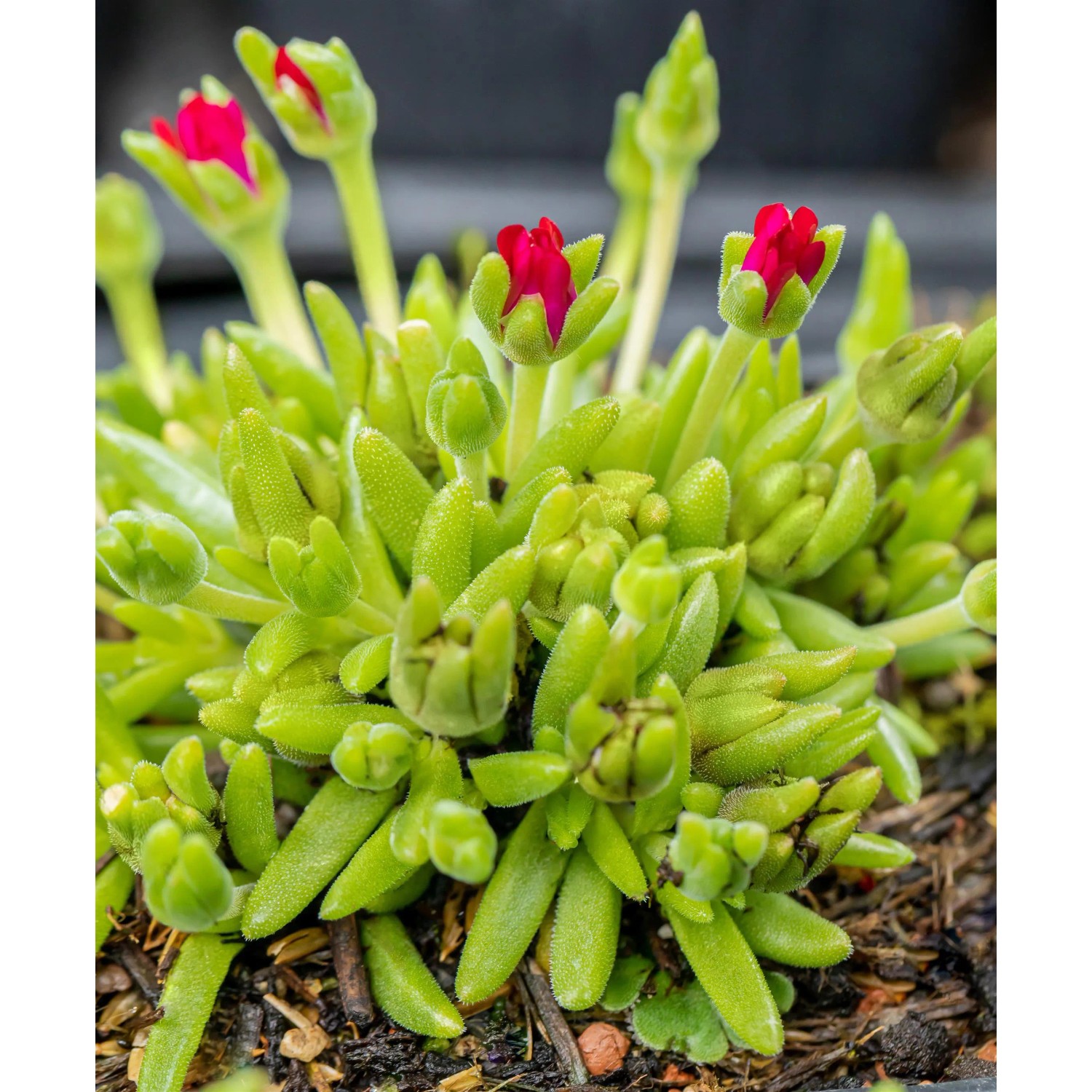 Mittagsblume "Jewel" mit roten Blüten im Topf, ca. 17 cm hoch.