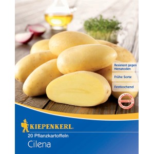 Kiepenkerl Pflanzkartoffeln Cilena, 20 Stück, festkochend und resistent gegen Nematoden.