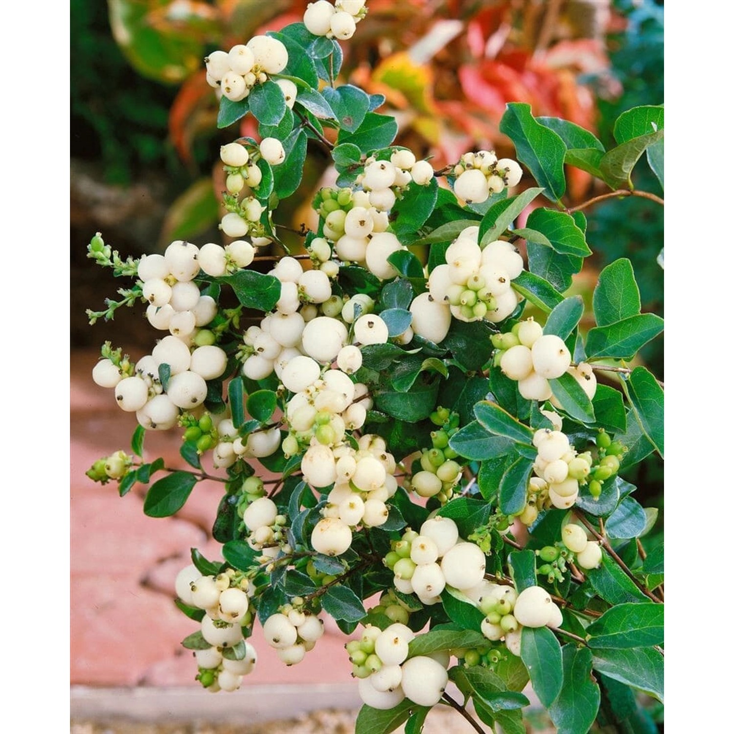 Symphoricarpos doorenbosii 'White Hedge' 60-100 cm günstig online kaufen