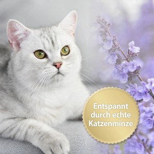 Silberne Katze entspannt mit Felisept Katzenspray und Katzenminze.