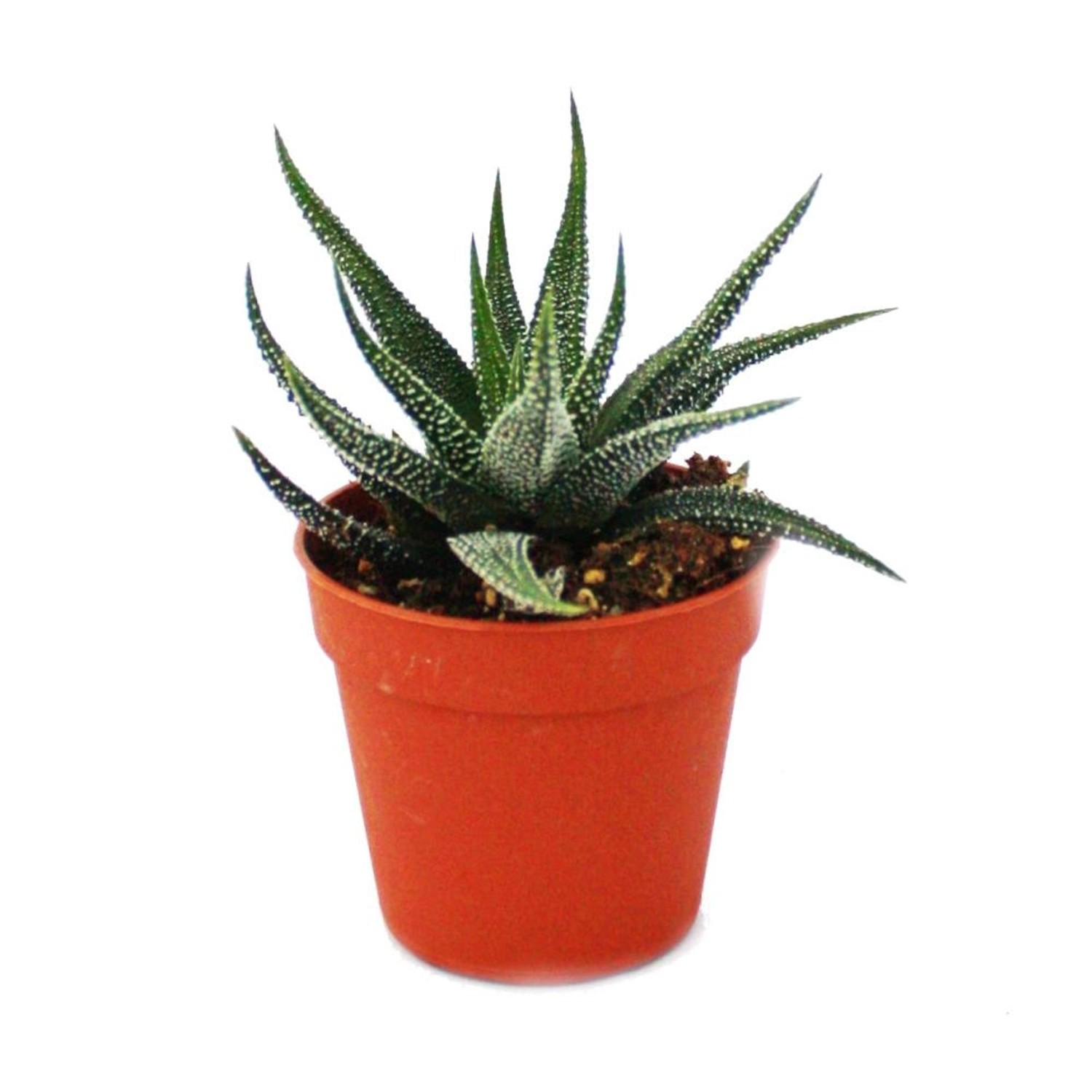 Exotenherz Haworthia Attenuata Kleine Pflanze im 5,5cm Topf günstig online kaufen