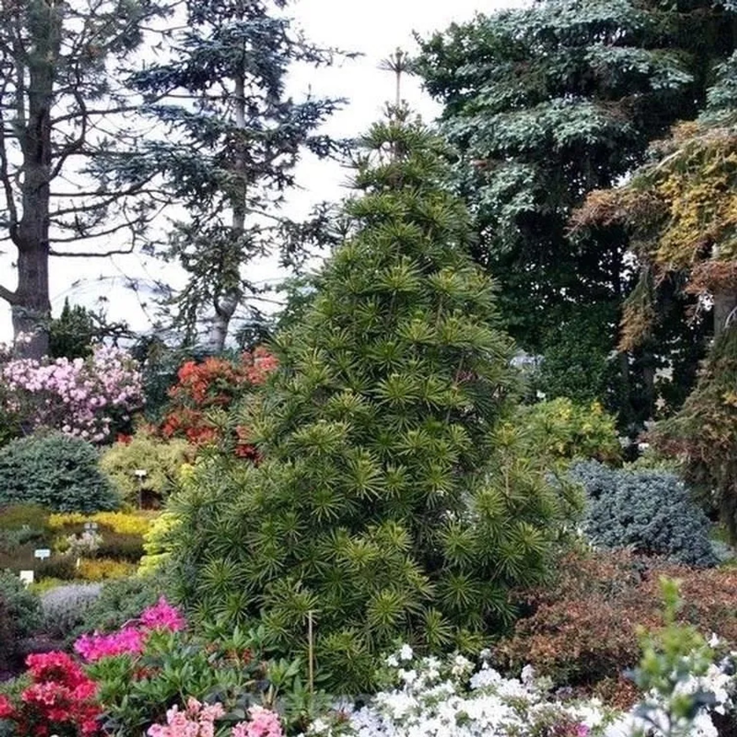 Japanische Schirmtanne Sternschnuppe 30-40cm - Sciadopitys verticillata günstig online kaufen