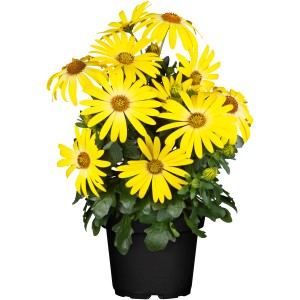 Gelbes Kapkörbchen PopEyes® im Topf, eine farbenfrohe Sommerpflanze für Balkon und Kübel.