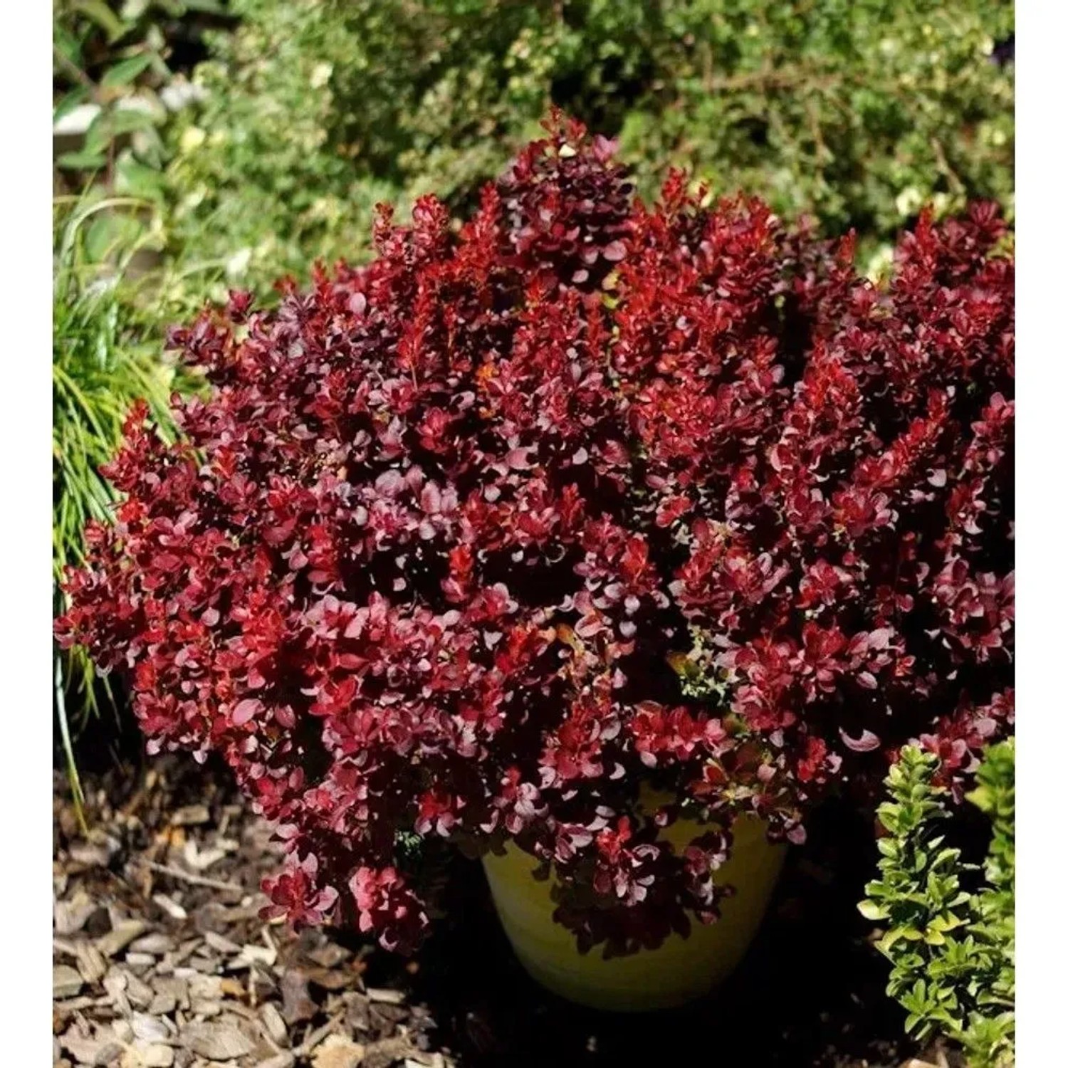 Beberitze Lutin Rouge 25-30cm - Berberis thunbergii