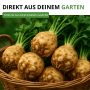 Knollensellerie 'Goliath' Samen im Korb, erntefrisch aus dem Garten.