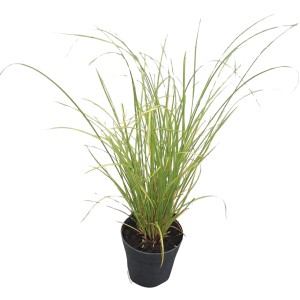 Japan Segge 'Phoenix Green' im Topf, ca. 10,5 cm Ø. Ziergras mit hellgrünen Blättern.