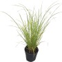 Japan Segge 'Phoenix Green' im Topf, ca. 10,5 cm Ø. Ziergras mit hellgrünen Blättern.