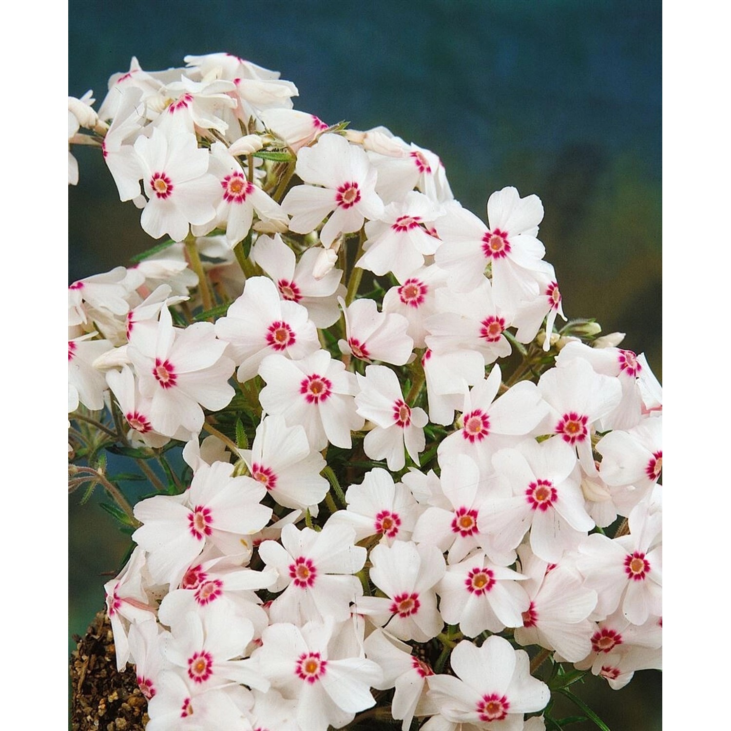 Phlox Subulata Amazing Grace Teppichphlox Weiß Ca. 9x9 cm Topf günstig online kaufen