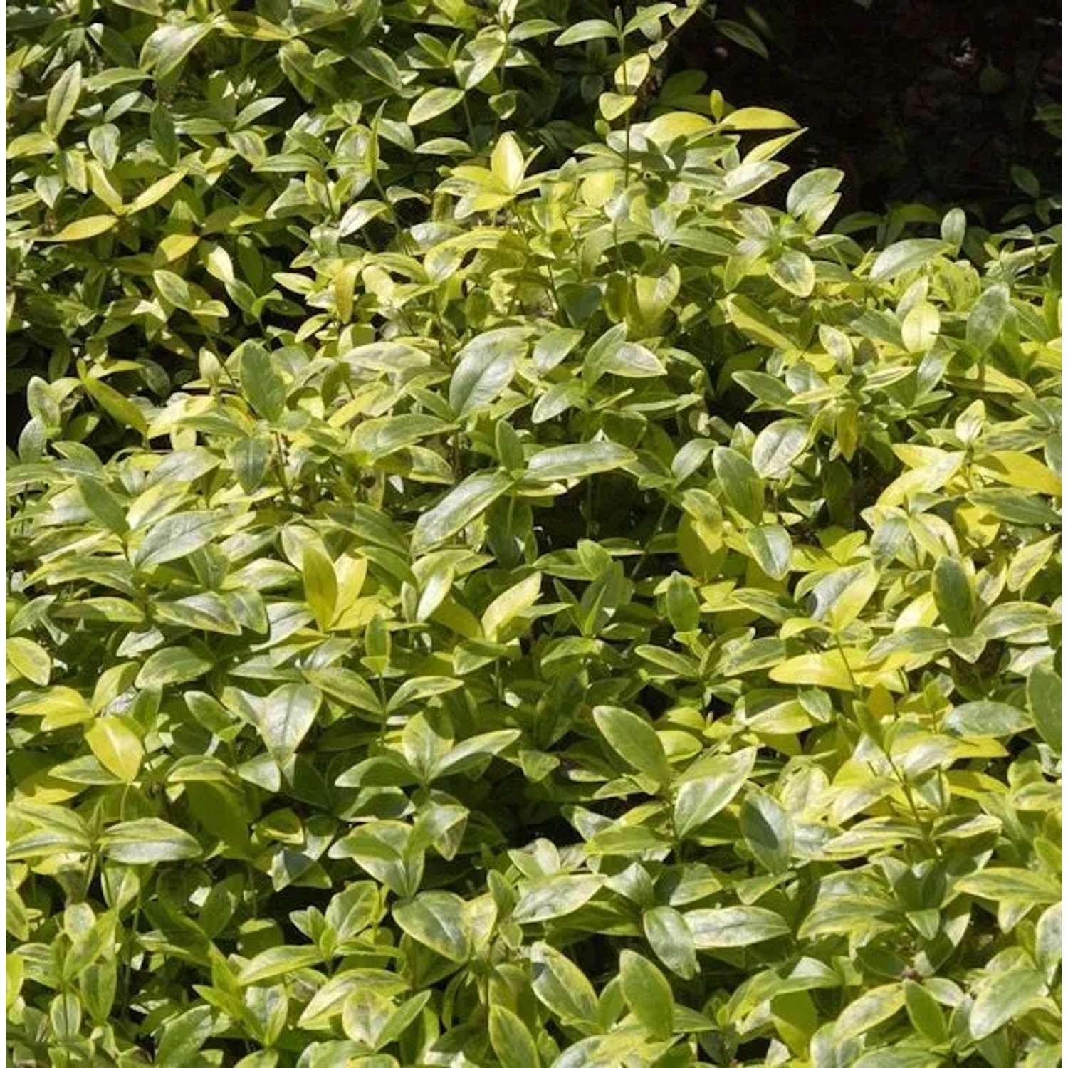 10x Kleinblättriges Immergrün Argenteomarginata - Vinca minor