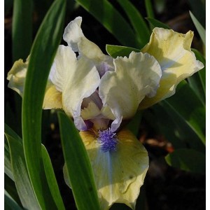 Nahaufnahme einer gelb-weißen Zwergschwertlilie (Iris barbata) mit blauem Stempel, umgeben von grünen Blättern.