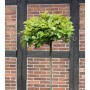 Hochstamm Kugel Sumpf Eiche 'Green Dwarf' mit dichtem, grünem Laub vor Ziegelwand. Ideal für Garten & Terrasse.