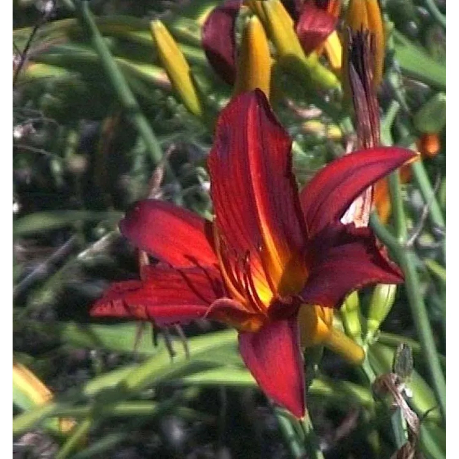 Taglilie Rajah - Hemerocallis