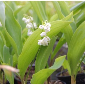 Nahaufnahme: Maiglöckchen Plenfloria (Convallaria majalis) mit weißen Blüten und grünen Blättern.