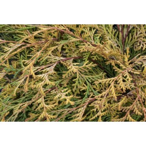 Detailaufnahme der gelbgrünen Chamaecyparis Obtusa Kamarachiba (Hinoki-Scheinzypresse).