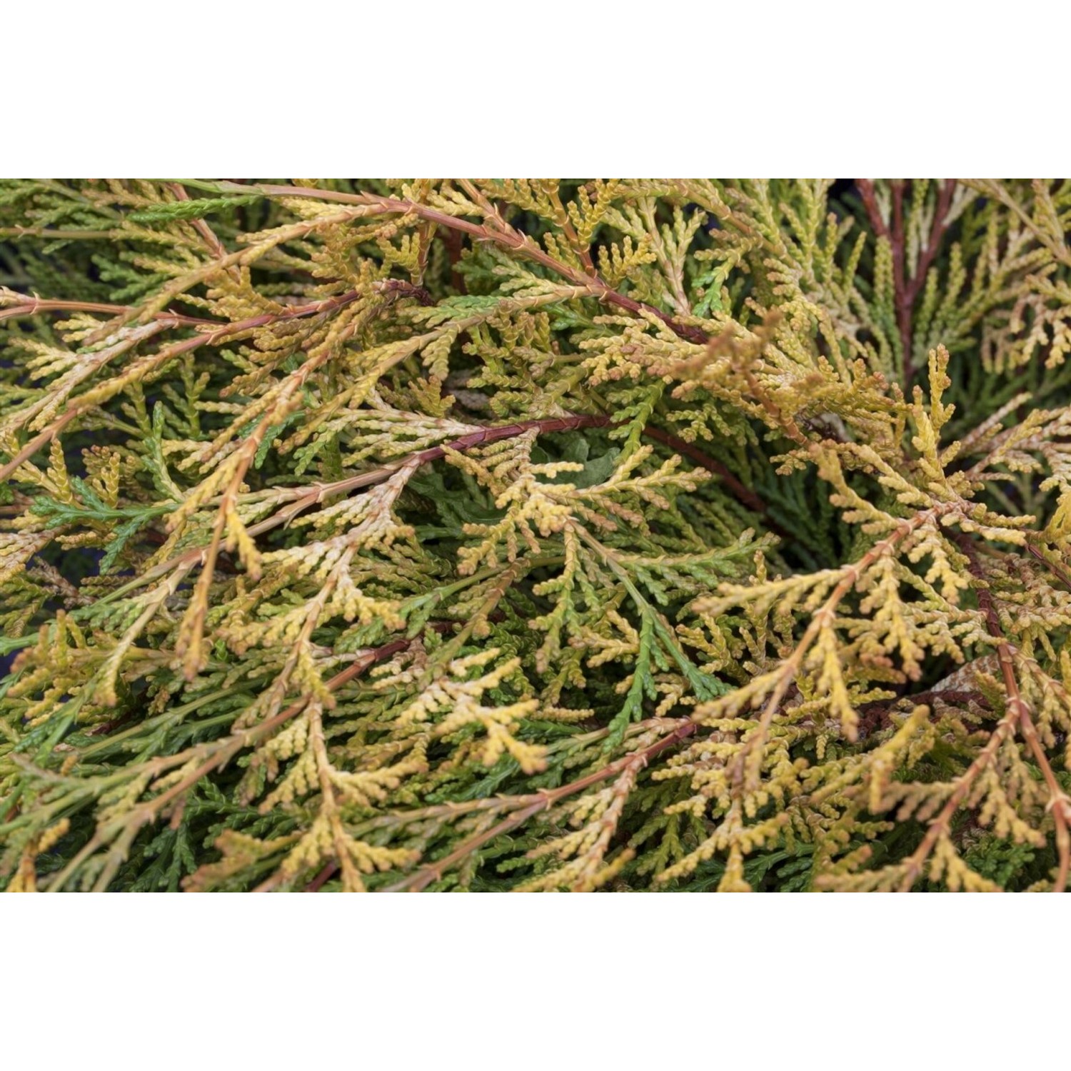Chamaecyparis Obtusa Kamarachiba Gelbgrün 15–20 cm günstig online kaufen