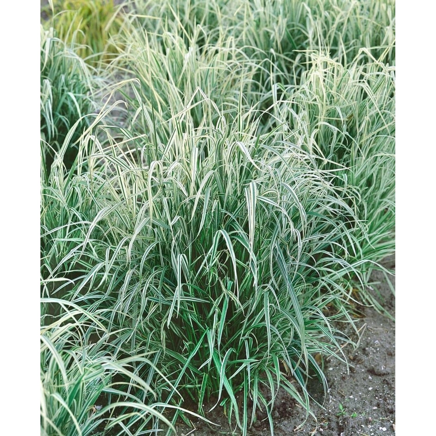 Arrhenatherum Elatius Ssp. Bulbosum Variegatum Ziergras Ca. 9x9 cm Topf günstig online kaufen
