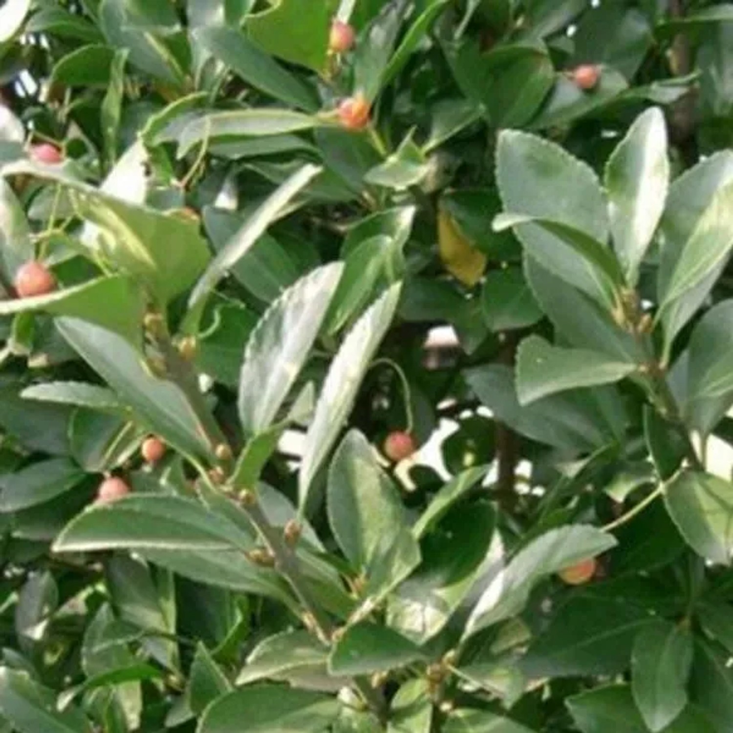 Japanspindel Euonymus japonicus 40 bis 60 cm im Container Immergrün