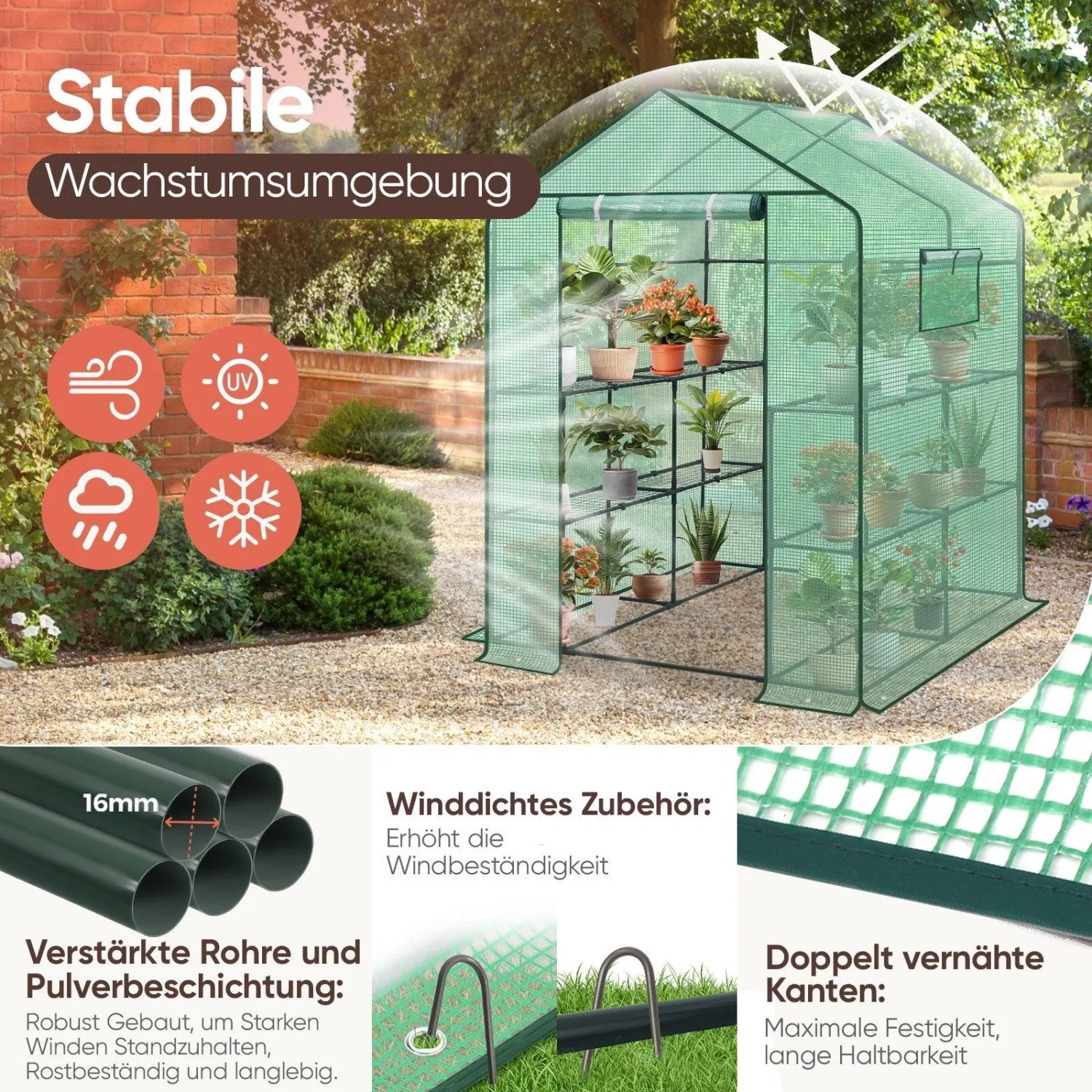Grünes begehbares Foliengewächshaus 145x145x200 cm mit 8 Regalen, Tür, Fenster und stabilem Rahmen für Gartenpflanzen.