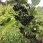 Filzige Apfelbeere (Aronia) mit reifen, dunklen Beeren an einem Strauch.