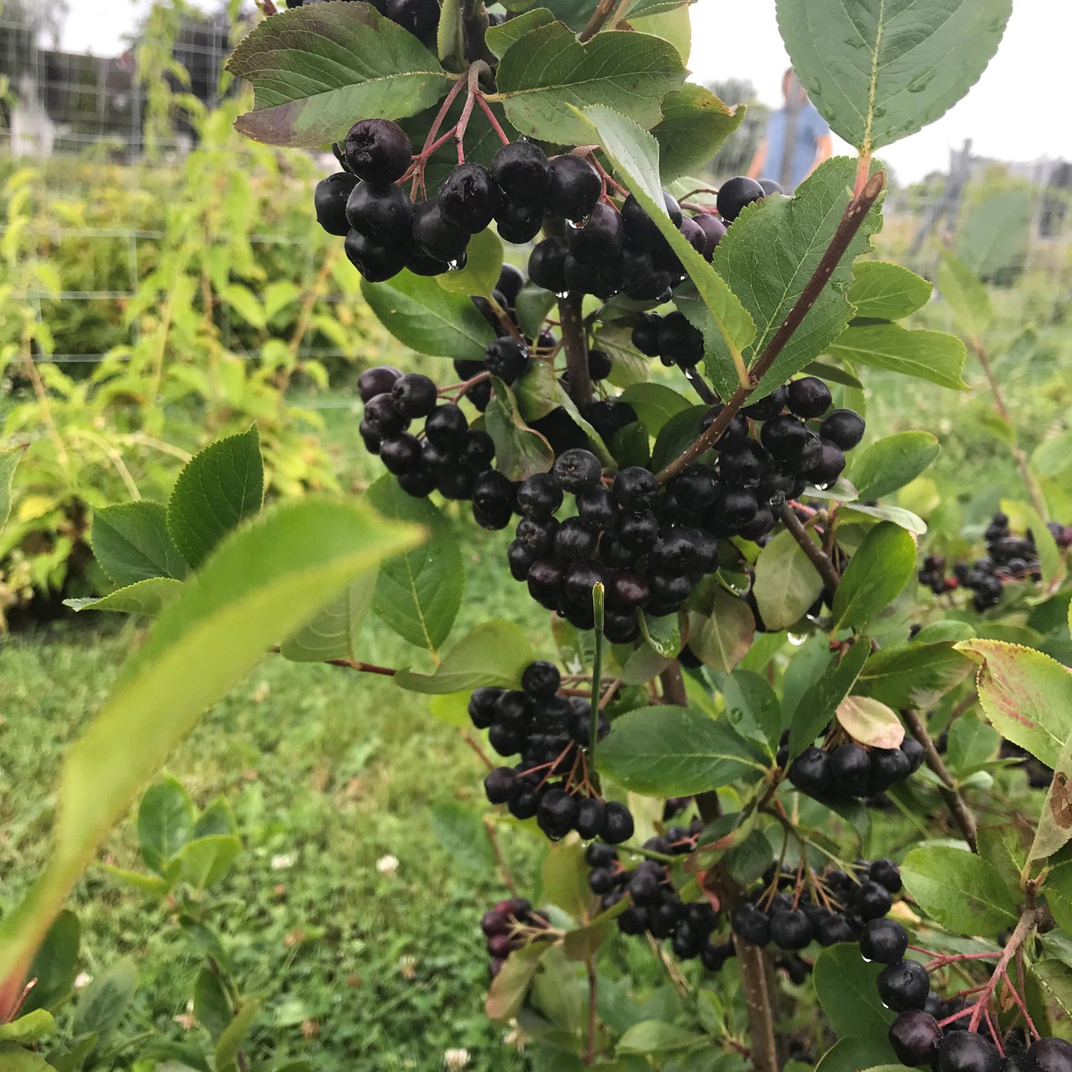 Filzige Apfelbeere (Aronia) mit reifen, dunklen Beeren an einem Strauch.