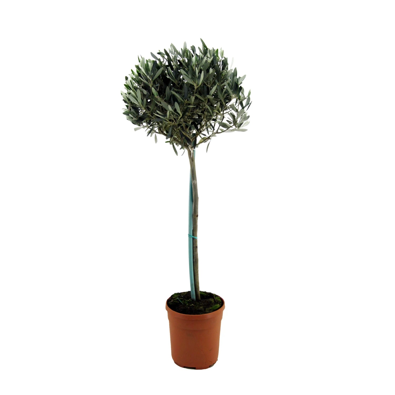 Plant In A Box Olivenbaum  Olea Europaea Höhe 155cm Ø27 Grün