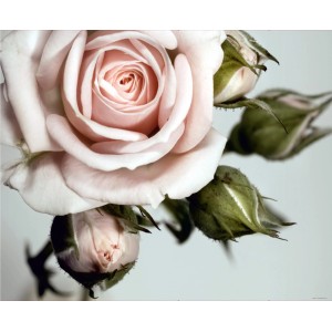 Fototapete mit Rosen in Rosa, Grün und Grau. Romantisches Blumenmuster für die Wandgestaltung.
