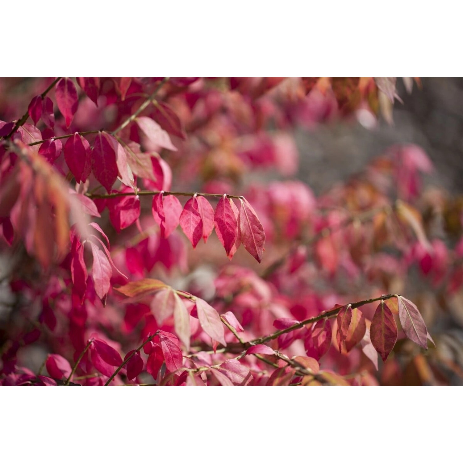 Euonymus Alatus Flügel-Spindelstrauch 125–150 cm günstig online kaufen