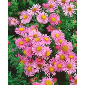 Rosa Neuengland-Aster 'Rosa Sieger' im Topf, leuchtend rosa Blüten mit gelber Mitte.