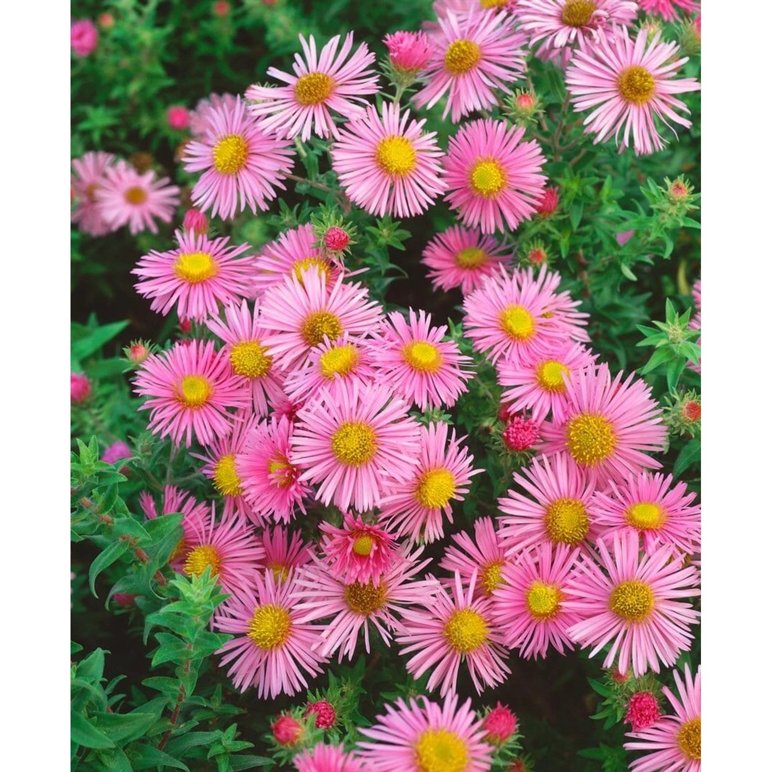 Aster Novae-angliae Rosa Sieger Neuengland Aster Ca. 11x11 cm Topf günstig online kaufen