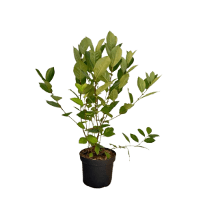 Baumfink Apfelbeere im Topf, ca. 60-100cm hoch, mit grünen Blättern.