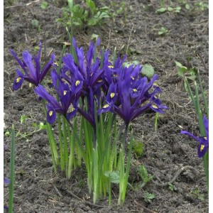 Winteriris - Iris reticulata