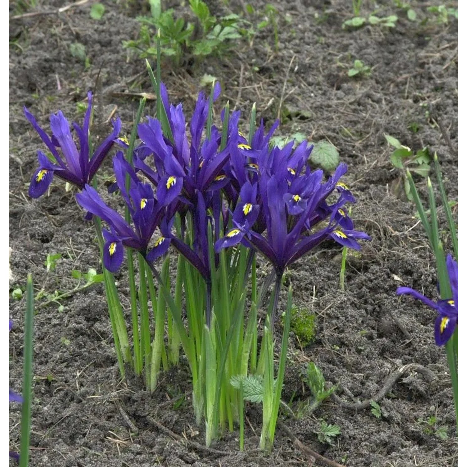 Winteriris - Iris reticulata