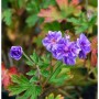Nahaufnahme des blühenden Himalayastorchschnabels 'Plenum' mit violetten Blüten.