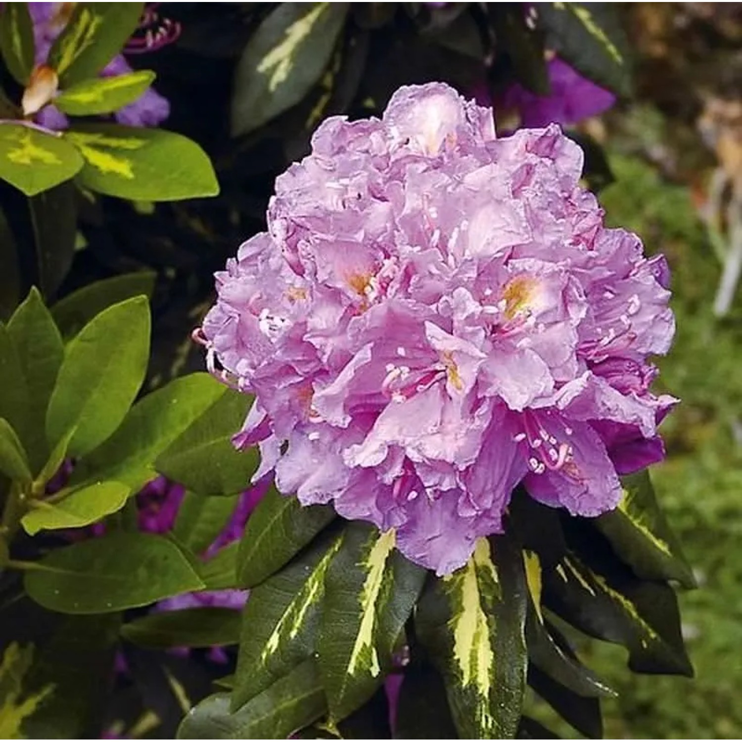 Großblumige Rhododendron Goldflimmer 50-60cm - Alpenrose