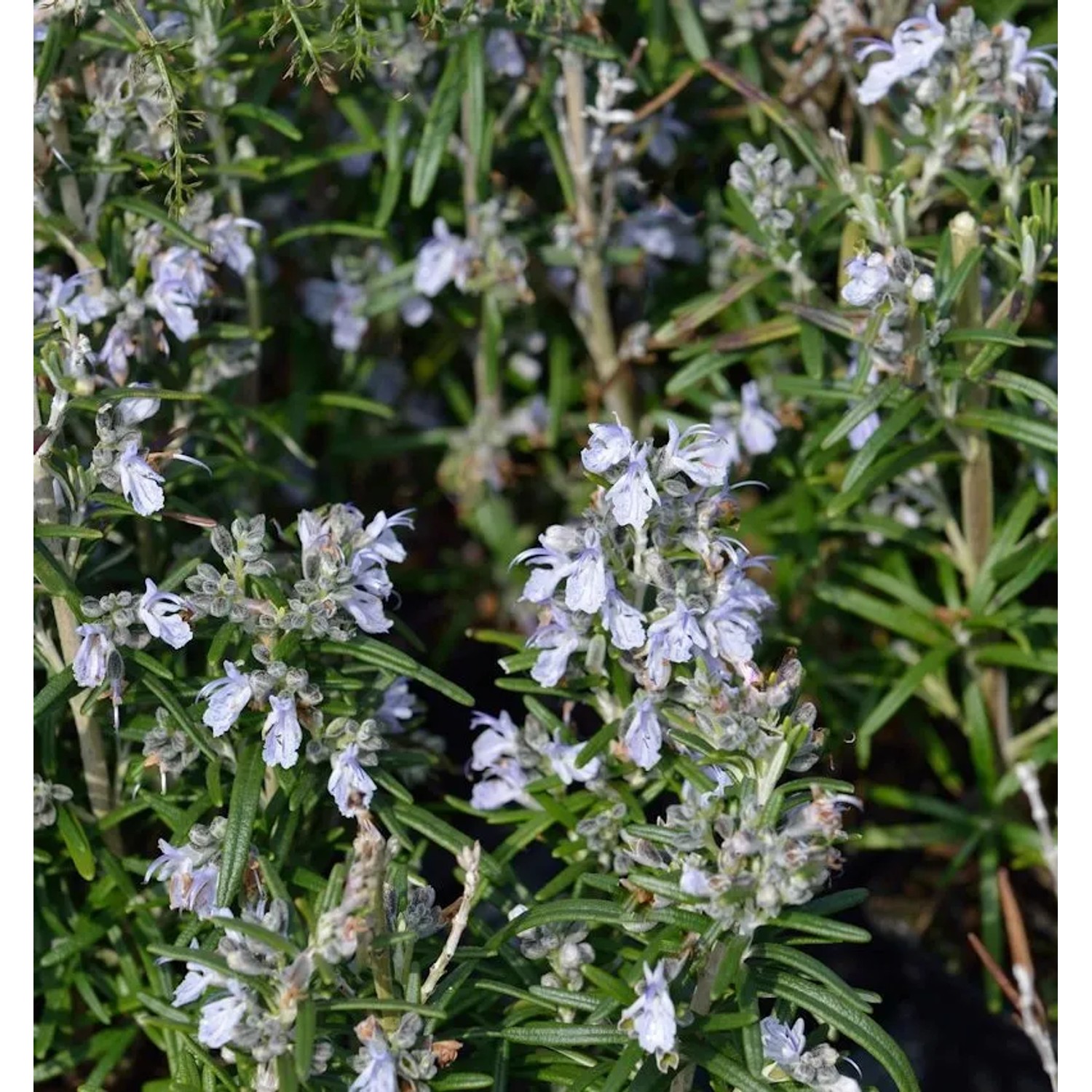 Rosmarin Albiflorus - Rosmarinus officinalis