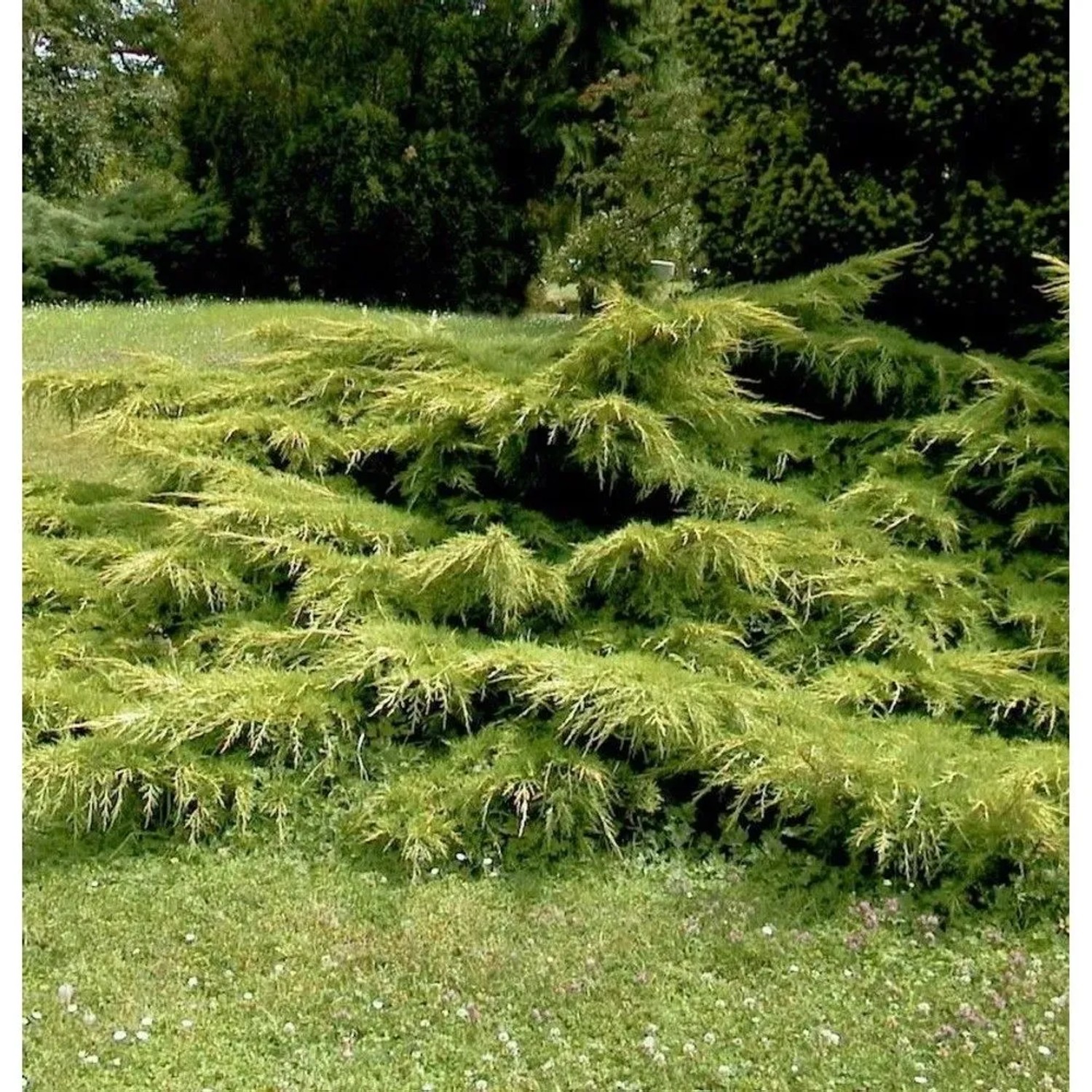 Gelber Pfitzerwacholder 20-30cm - Juniperus media