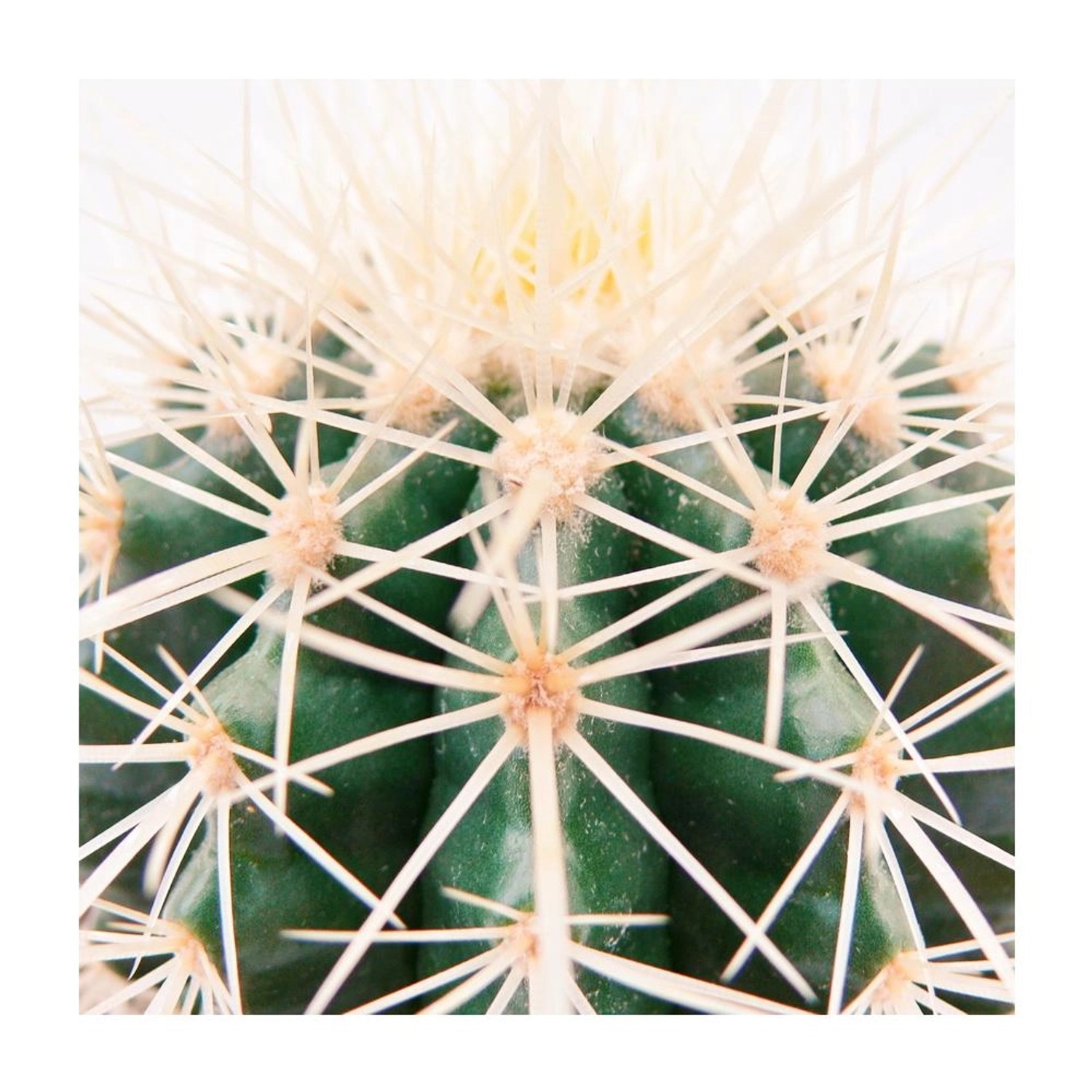 Detailaufnahme: Echinocactus Grusonii (Schwiegermutterstuhl) mit Stacheln im Topf.