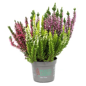 Besenheide Beauty Ladies Mini Trio im Topf, verschiedene Farben.