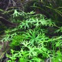 Dennerle Aquariumpflanze Ranunculus inundatus In-Vitro mit schirmförmigen Blättern im Aquarium.