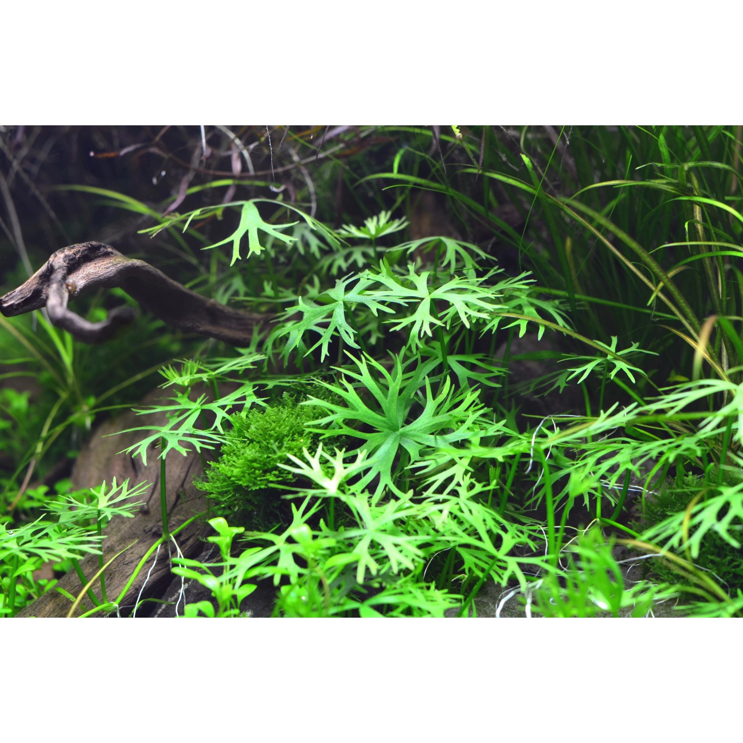 Dennerle Aquariumpflanze Ranunculus inundatus In-Vitro mit schirmförmigen Blättern im Aquarium.